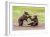 Twin Grizzly Bear Cubs Playing, Katmai National Park, Alaska-Frank Zurey-Framed Giclee Print