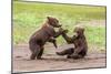 Twin Grizzly Bear Cubs Playing, Katmai National Park, Alaska-Frank Zurey-Mounted Giclee Print