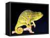 Twin Horn Chameleon, Native to Madagascar-David Northcott-Framed Stretched Canvas