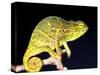 Twin Horn Chameleon, Native to Madagascar-David Northcott-Stretched Canvas