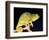 Twin Horn Chameleon, Native to Madagascar-David Northcott-Framed Photographic Print