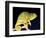 Twin Horn Chameleon, Native to Madagascar-David Northcott-Framed Photographic Print