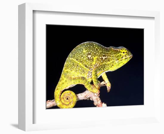 Twin Horn Chameleon, Native to Madagascar-David Northcott-Framed Photographic Print