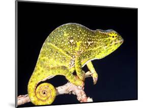 Twin Horn Chameleon, Native to Madagascar-David Northcott-Mounted Photographic Print