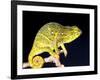 Twin Horn Chameleon, Native to Madagascar-David Northcott-Framed Photographic Print