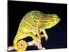 Twin Horn Chameleon, Native to Madagascar-David Northcott-Stretched Canvas