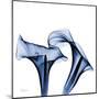 Twin Indigo Calla Lilies-Albert Koetsier-Mounted Art Print