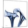 Twin Indigo Calla Lilies-Albert Koetsier-Mounted Art Print