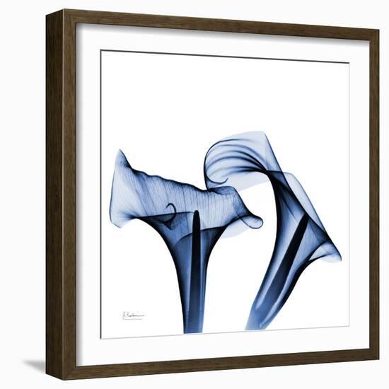 Twin Indigo Calla Lilies-Albert Koetsier-Framed Art Print