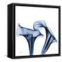 Twin Indigo Calla Lilies-Albert Koetsier-Framed Stretched Canvas