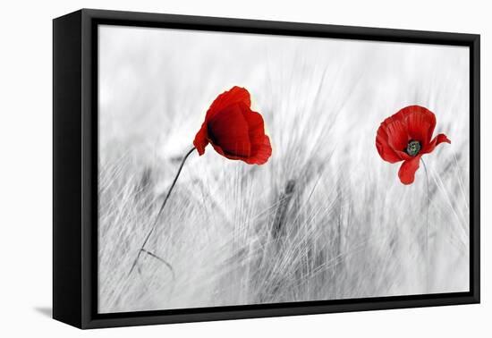 Twin Poppy-Ata Alishahi-Framed Stretched Canvas