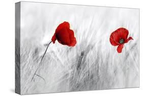 Twin Poppy-Ata Alishahi-Stretched Canvas