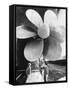 Twin Screw Propeller of New Cunard Liner 'Queen Elizabeth II'-Terence Spencer-Framed Stretched Canvas