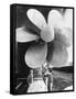 Twin Screw Propeller of New Cunard Liner 'Queen Elizabeth II'-Terence Spencer-Framed Stretched Canvas