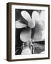 Twin Screw Propeller of New Cunard Liner 'Queen Elizabeth II'-Terence Spencer-Framed Photographic Print