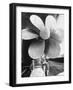 Twin Screw Propeller of New Cunard Liner 'Queen Elizabeth II'-Terence Spencer-Framed Photographic Print