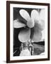 Twin Screw Propeller of New Cunard Liner 'Queen Elizabeth II'-Terence Spencer-Framed Photographic Print