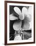 Twin Screw Propeller of New Cunard Liner 'Queen Elizabeth II'-Terence Spencer-Framed Photographic Print