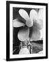 Twin Screw Propeller of New Cunard Liner 'Queen Elizabeth II'-Terence Spencer-Framed Photographic Print