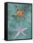 Twin Starfish III-Alicia Ludwig-Framed Stretched Canvas