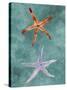 Twin Starfish III-Alicia Ludwig-Stretched Canvas