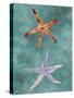 Twin Starfish III-Alicia Ludwig-Stretched Canvas