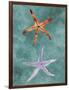 Twin Starfish III-Alicia Ludwig-Framed Art Print