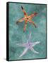 Twin Starfish III-Alicia Ludwig-Framed Stretched Canvas