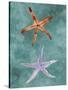 Twin Starfish III-Alicia Ludwig-Stretched Canvas