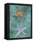 Twin Starfish III-Alicia Ludwig-Framed Stretched Canvas