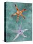 Twin Starfish III-Alicia Ludwig-Stretched Canvas