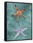 Twin Starfish III-Alicia Ludwig-Framed Stretched Canvas