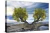 Twin Tree-Ata Alishahi-Stretched Canvas