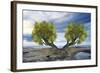 Twin Tree-Ata Alishahi-Framed Giclee Print