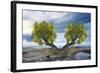 Twin Tree-Ata Alishahi-Framed Giclee Print