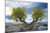 Twin Tree-Ata Alishahi-Mounted Giclee Print