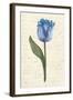 Twin Tulips III-Grace Popp-Framed Art Print