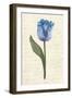 Twin Tulips III-Grace Popp-Framed Art Print