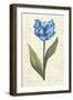 Twin Tulips IV-Grace Popp-Framed Art Print