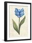 Twin Tulips IV-Grace Popp-Framed Art Print