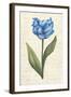 Twin Tulips IV-Grace Popp-Framed Art Print