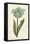 Twin Tulips VI-Grace Popp-Framed Stretched Canvas