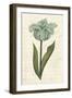 Twin Tulips VI-Grace Popp-Framed Art Print