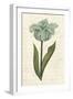 Twin Tulips VI-Grace Popp-Framed Art Print