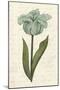Twin Tulips VI-Grace Popp-Mounted Art Print