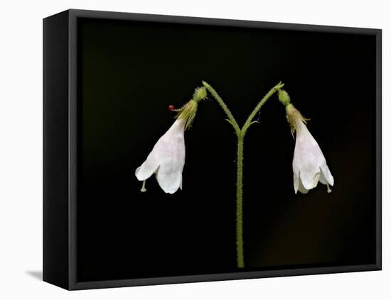 Twinflower (Linnaea Borealis), Idaho Panhandle National Forests, Idaho, USA, North America-James Hager-Framed Stretched Canvas