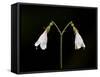 Twinflower (Linnaea Borealis), Idaho Panhandle National Forests, Idaho, USA, North America-James Hager-Framed Stretched Canvas