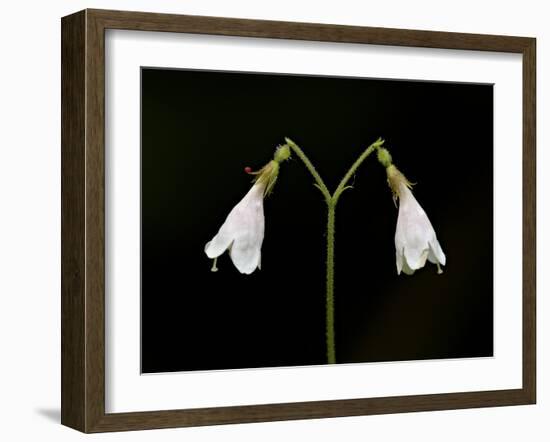 Twinflower (Linnaea Borealis), Idaho Panhandle National Forests, Idaho, USA, North America-James Hager-Framed Photographic Print