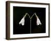 Twinflower (Linnaea Borealis), Idaho Panhandle National Forests, Idaho, USA, North America-James Hager-Framed Photographic Print