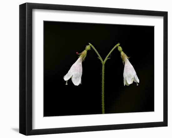 Twinflower (Linnaea Borealis), Idaho Panhandle National Forests, Idaho, USA, North America-James Hager-Framed Photographic Print